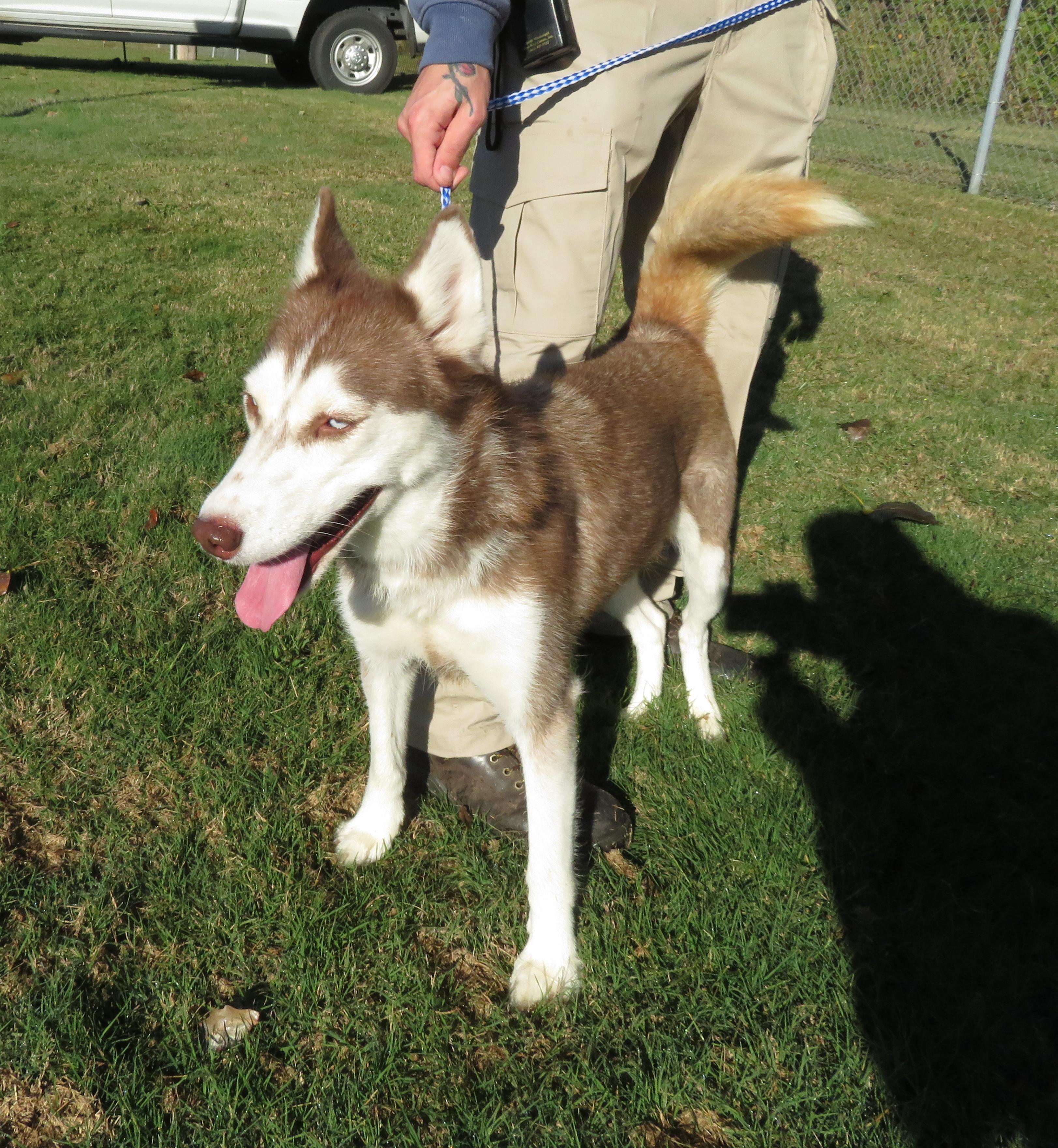 Layla, Adoptable, Young Female Husky.