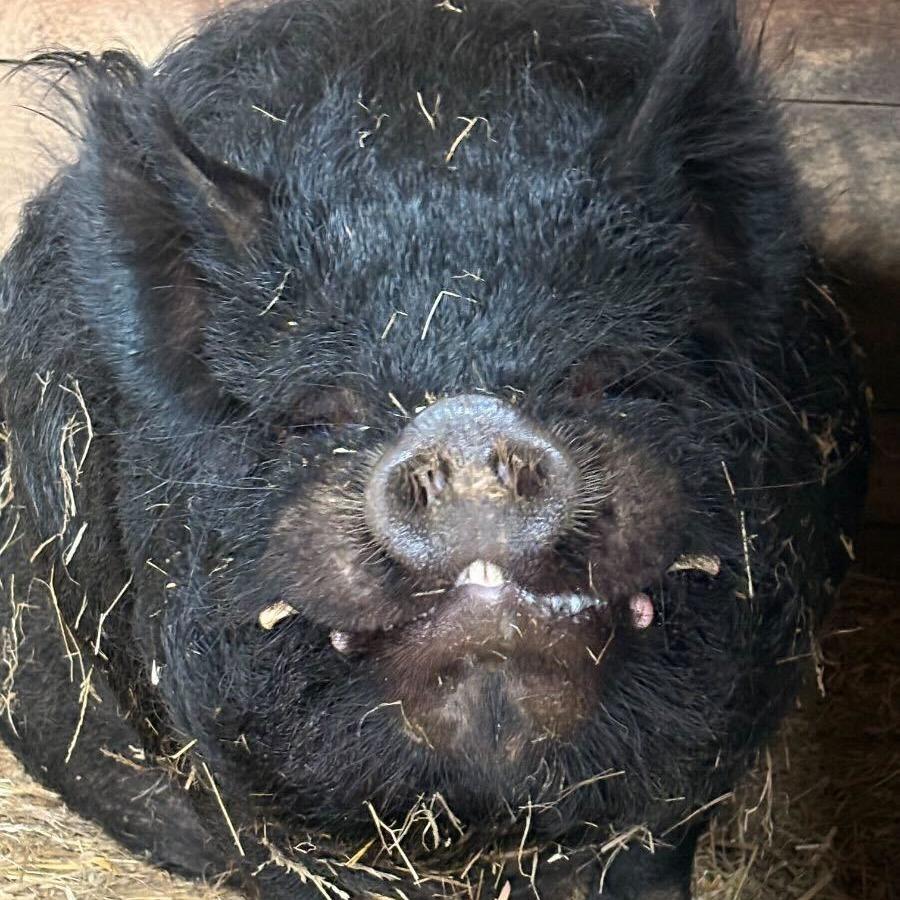 Webster, Adoptable, Young Male Pig.