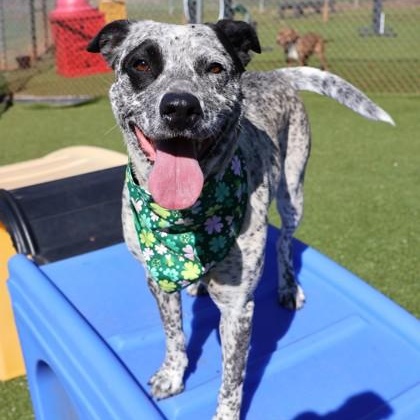 Oreo, an adopted Mixed Breed in Athens, GA image 3/3