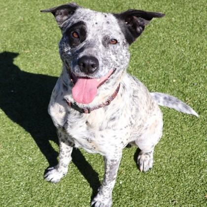 Oreo, adopted, Adult Female Mixed Breed.