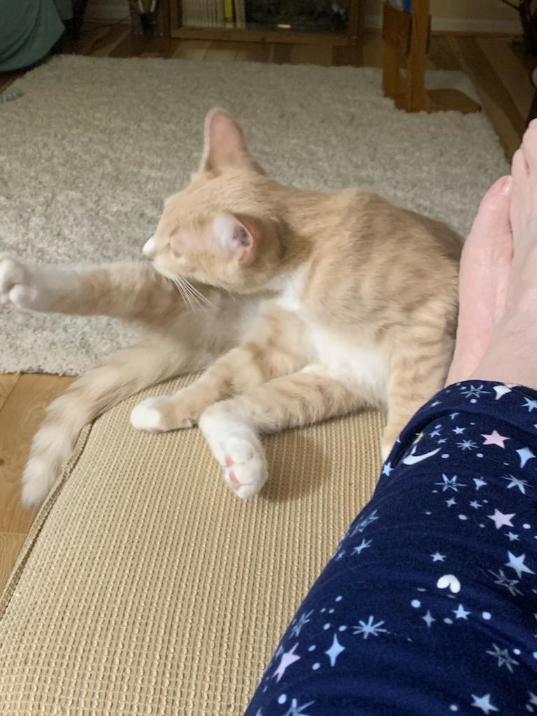 Cat for adoption Callahan, A Sweet Yellow Tabby, a Tabby & Domestic