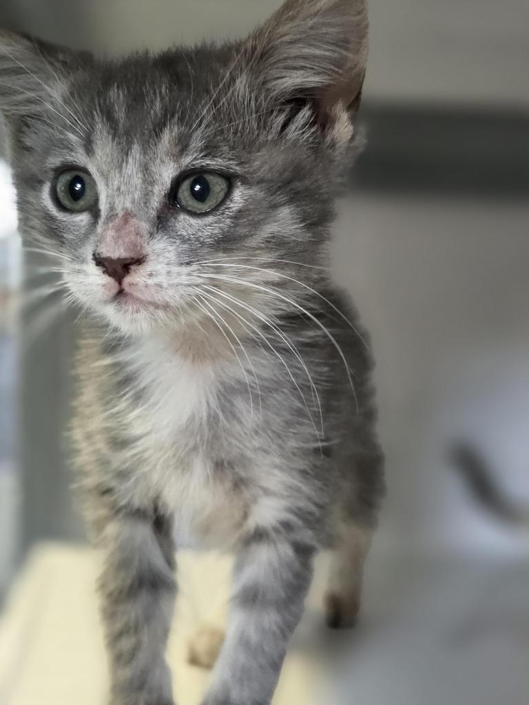Luka, Adoptable, Kitten Male Domestic Short Hair.