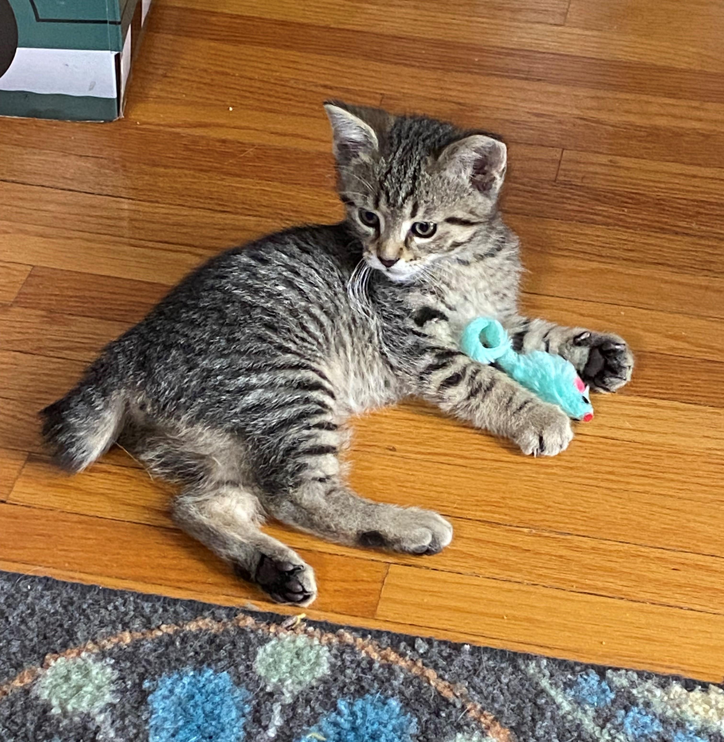 Enlarge Paducah, an adopted Domestic Short Hair in Minneapolis, MN image 3/5