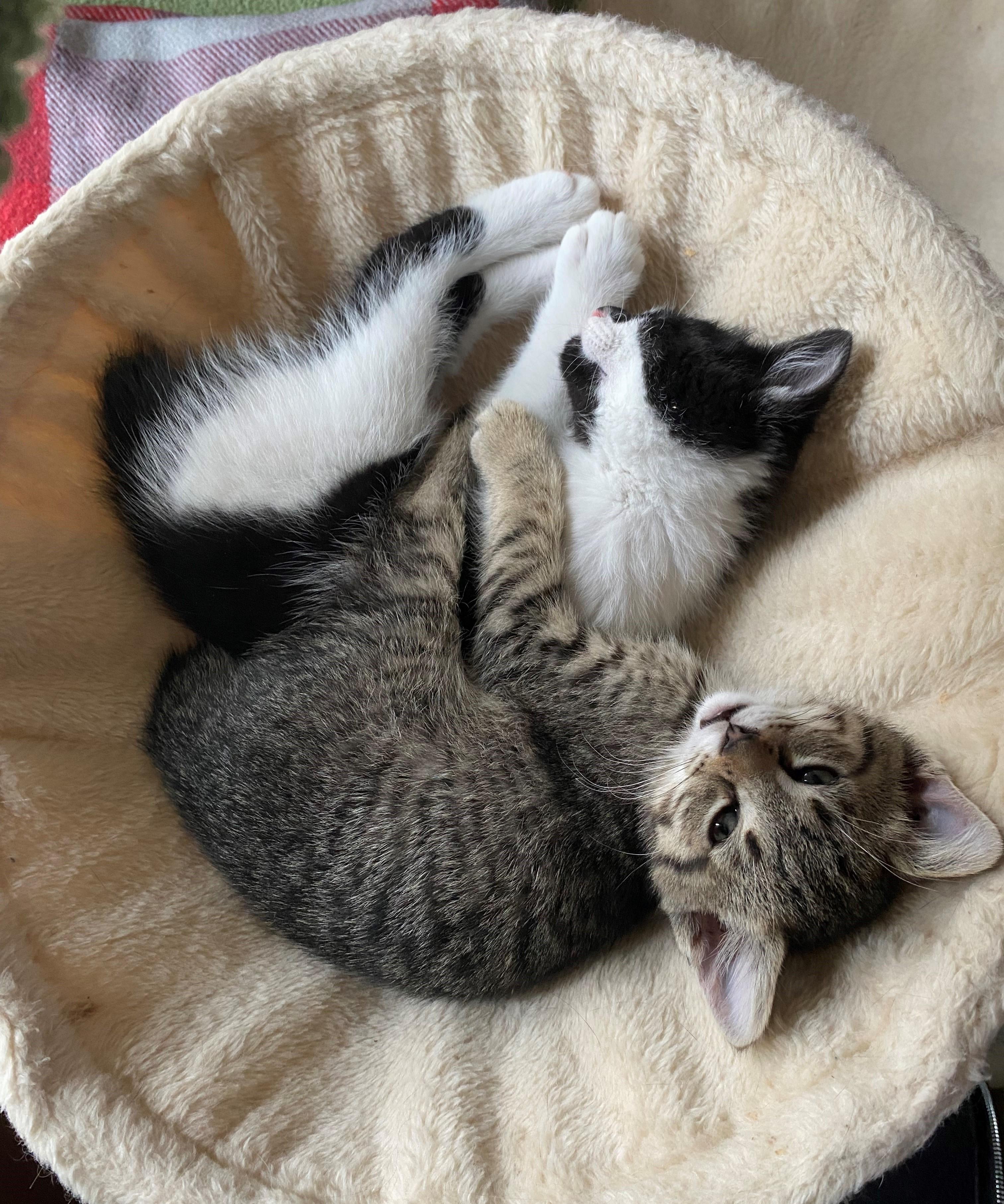 Enlarge Paducah, an adopted Domestic Short Hair in Minneapolis, MN image 4/5