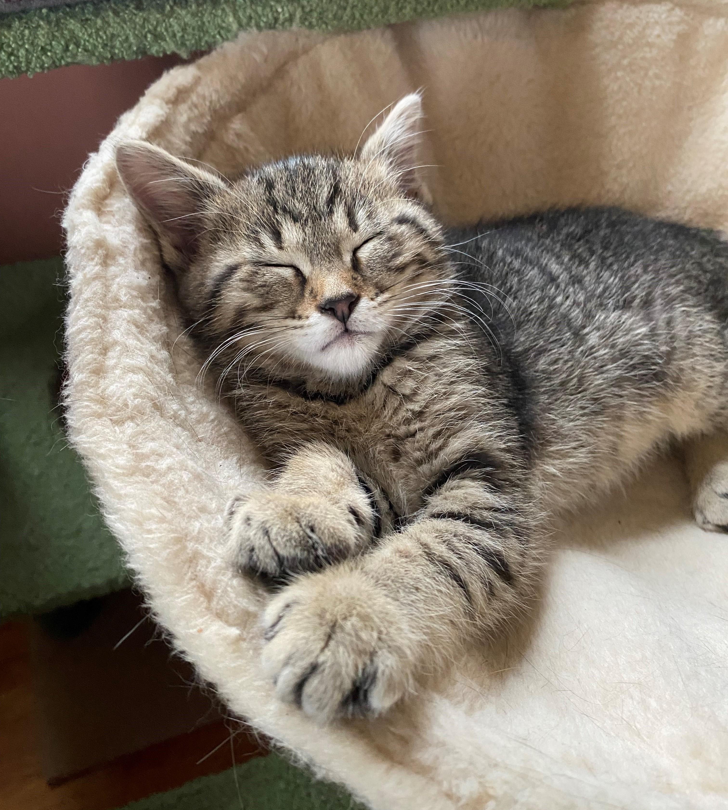 Enlarge Paducah, an adopted Domestic Short Hair in Minneapolis, MN image 2/5