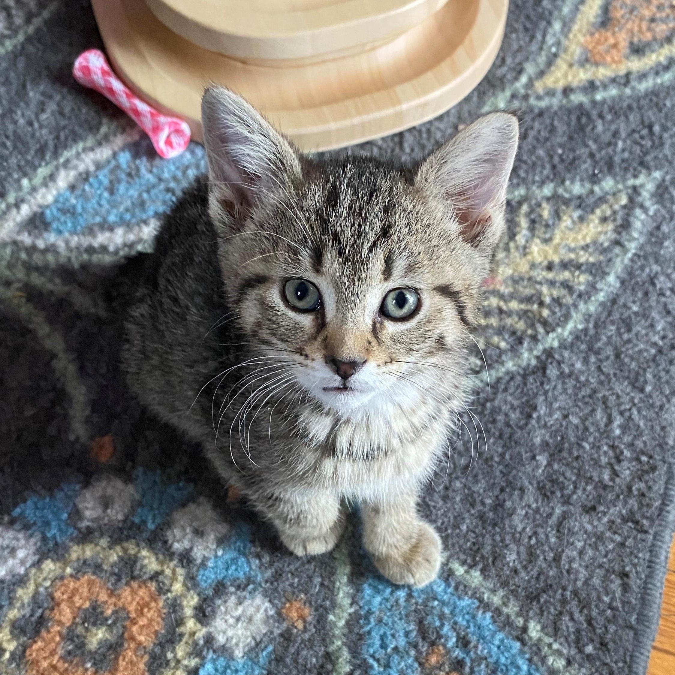 Enlarge Paducah, an adopted Domestic Short Hair in Minneapolis, MN image 1/5