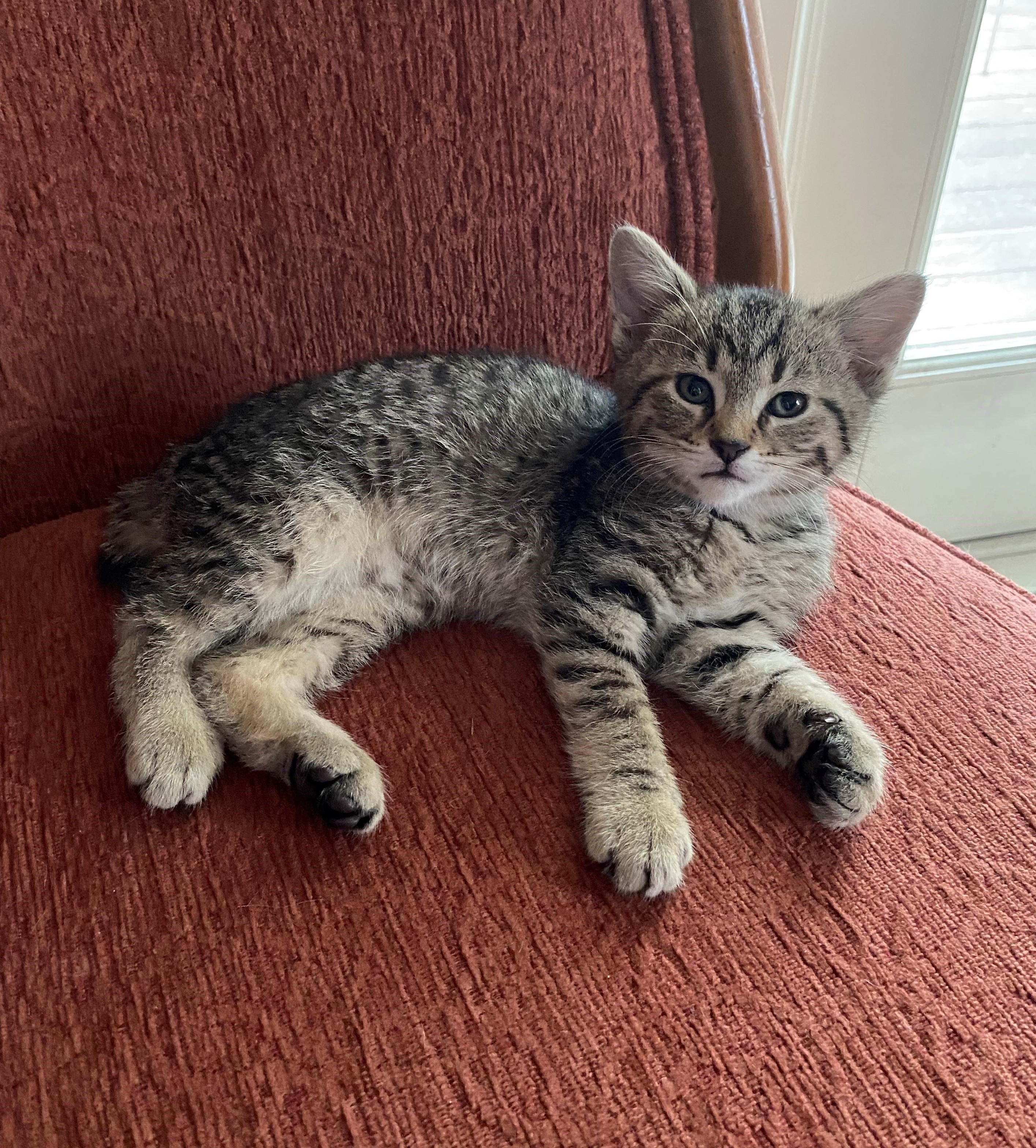 Enlarge Paducah, an adopted Domestic Short Hair in Minneapolis, MN image 5/5