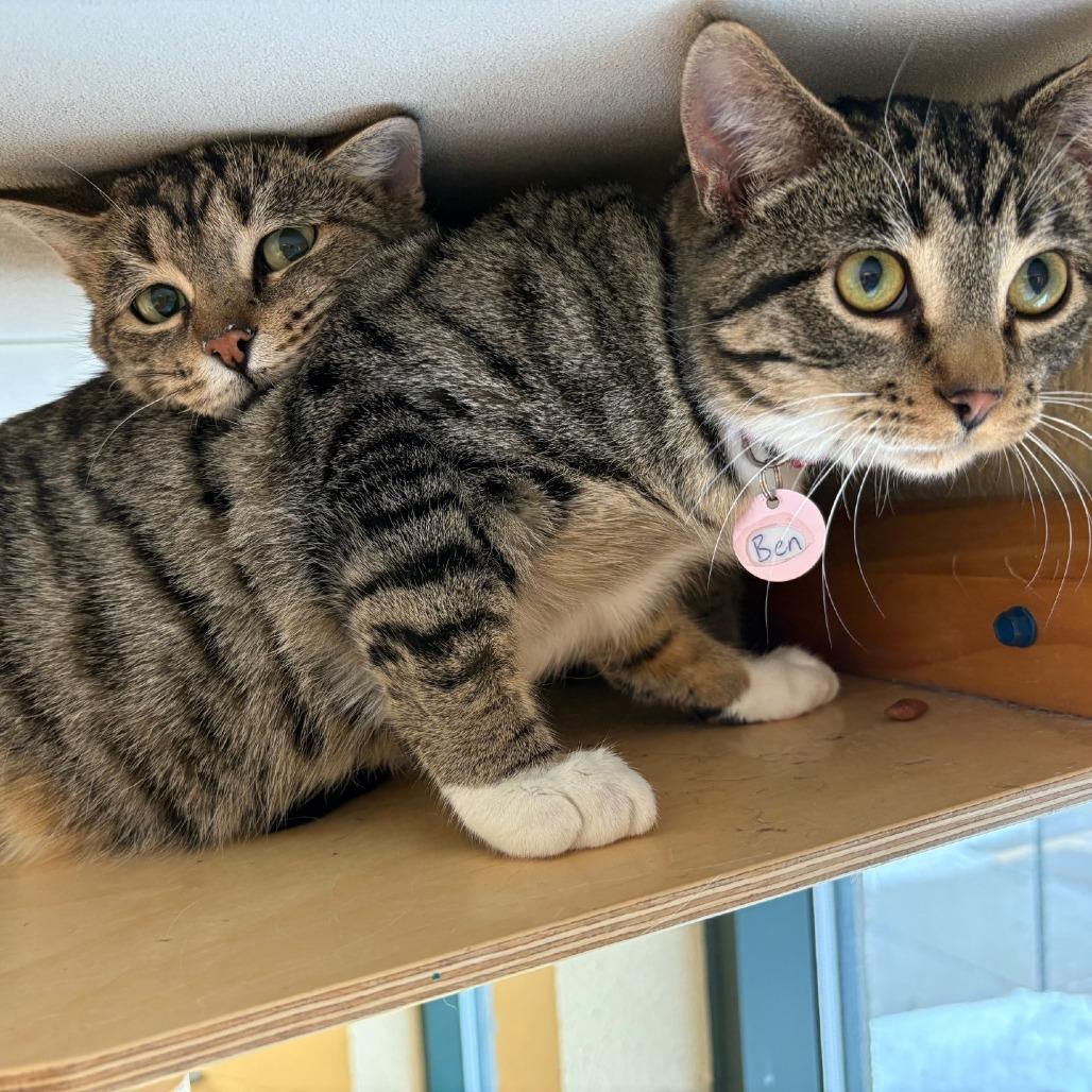 Enlarge June, a Adoptable Domestic Short Hair in Waukesha, WI image 4/4