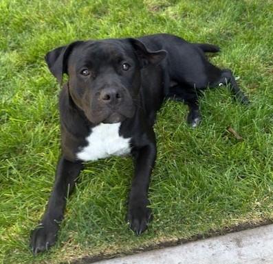 Sheba Jr. , adopted, Young Female American Staffordshire Terrier.