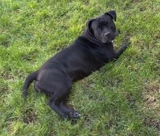 Enlarge Sheba Jr. , an adopted mixed breed in Pasco, WA image 3/3