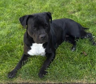 Enlarge Sheba Jr. , an adopted mixed breed in Pasco, WA image 2/3