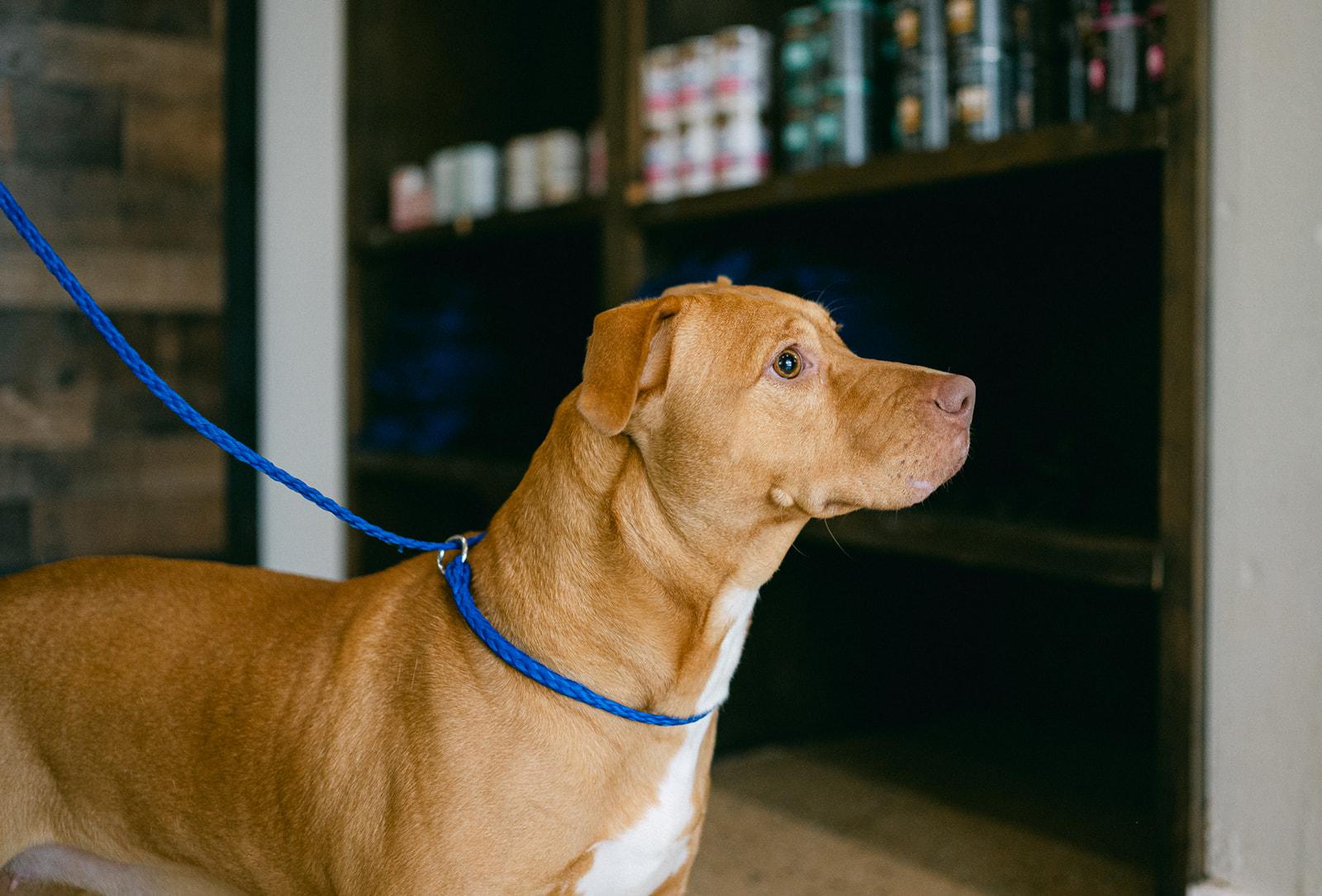Enlarge Moonie sweetest girl, a Adoptable mixed breed in Metairie, LA image 5/6