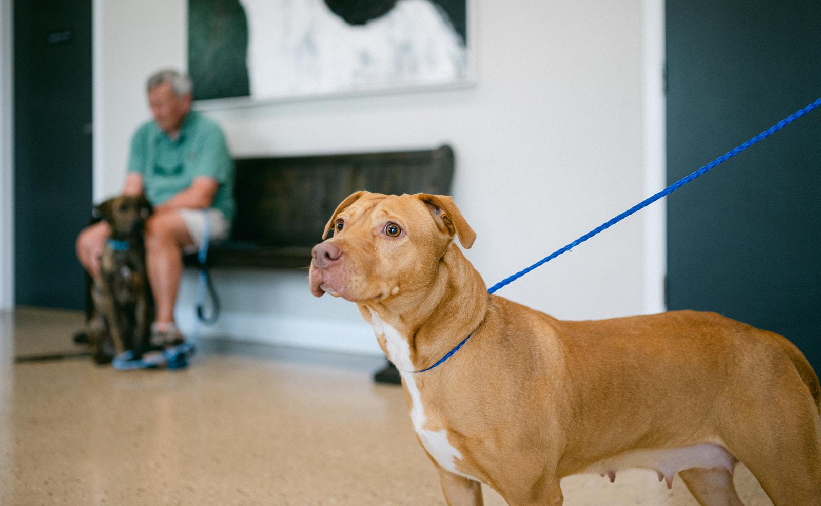 Enlarge Moonie sweetest girl, a Adoptable mixed breed in Metairie, LA image 4/6