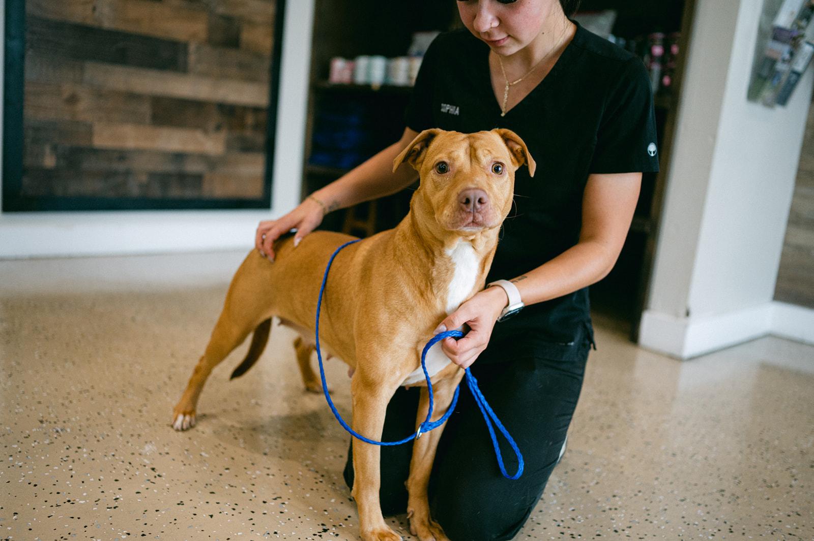 Enlarge Moonie sweetest girl, a Adoptable mixed breed in Metairie, LA image 1/6