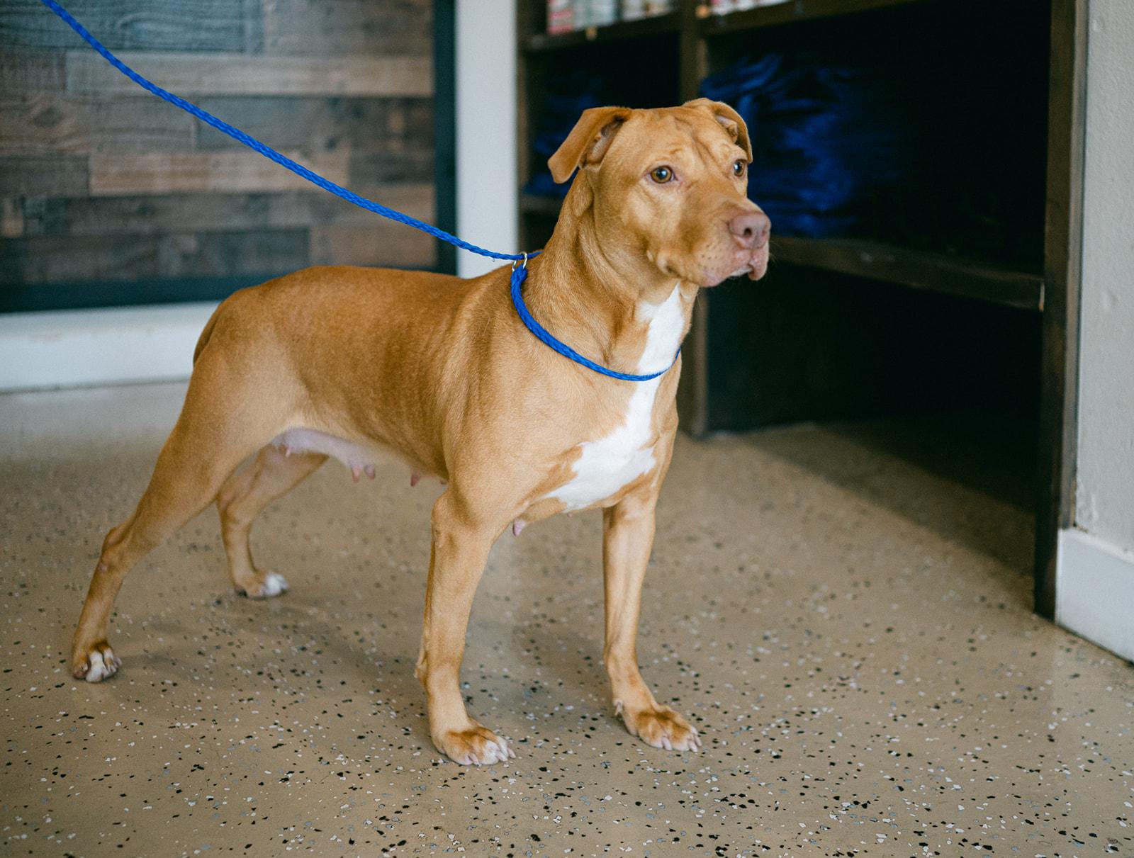 Enlarge Moonie sweetest girl, a Adoptable mixed breed in Metairie, LA image 3/6