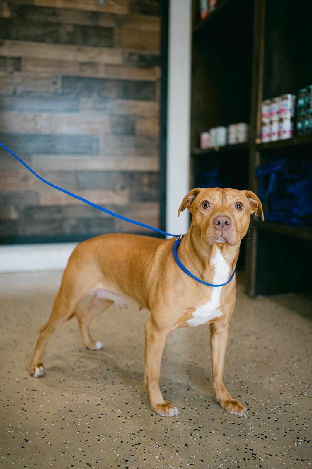 Enlarge Moonie sweetest girl, a Adoptable mixed breed in Metairie, LA image 2/6