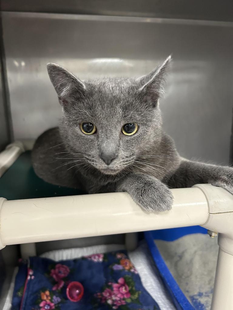 Mega, Adopted, Kitten Male Domestic Short Hair.
