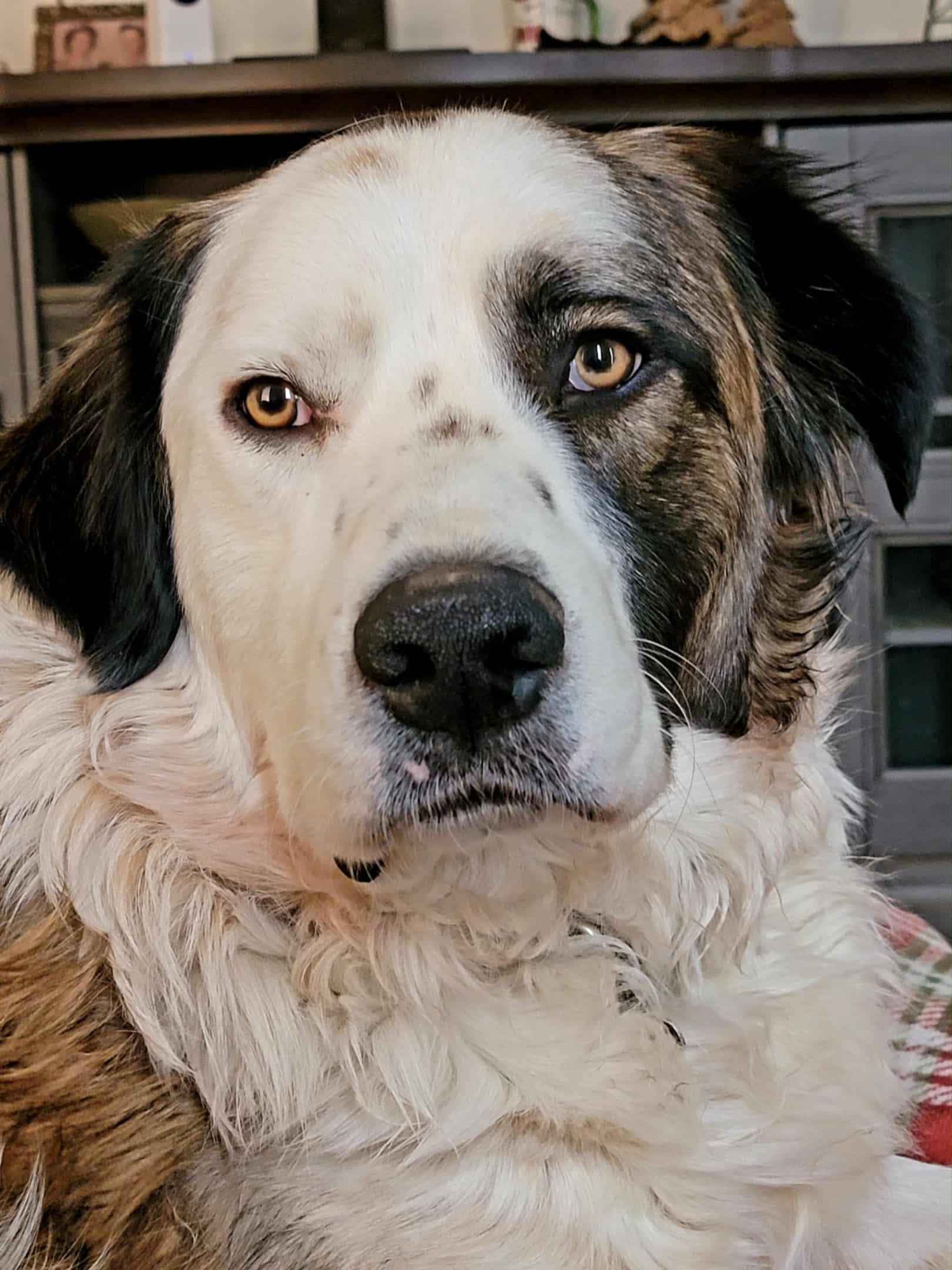 Gentry, Adoptable, Adult Male Great Pyrenees.