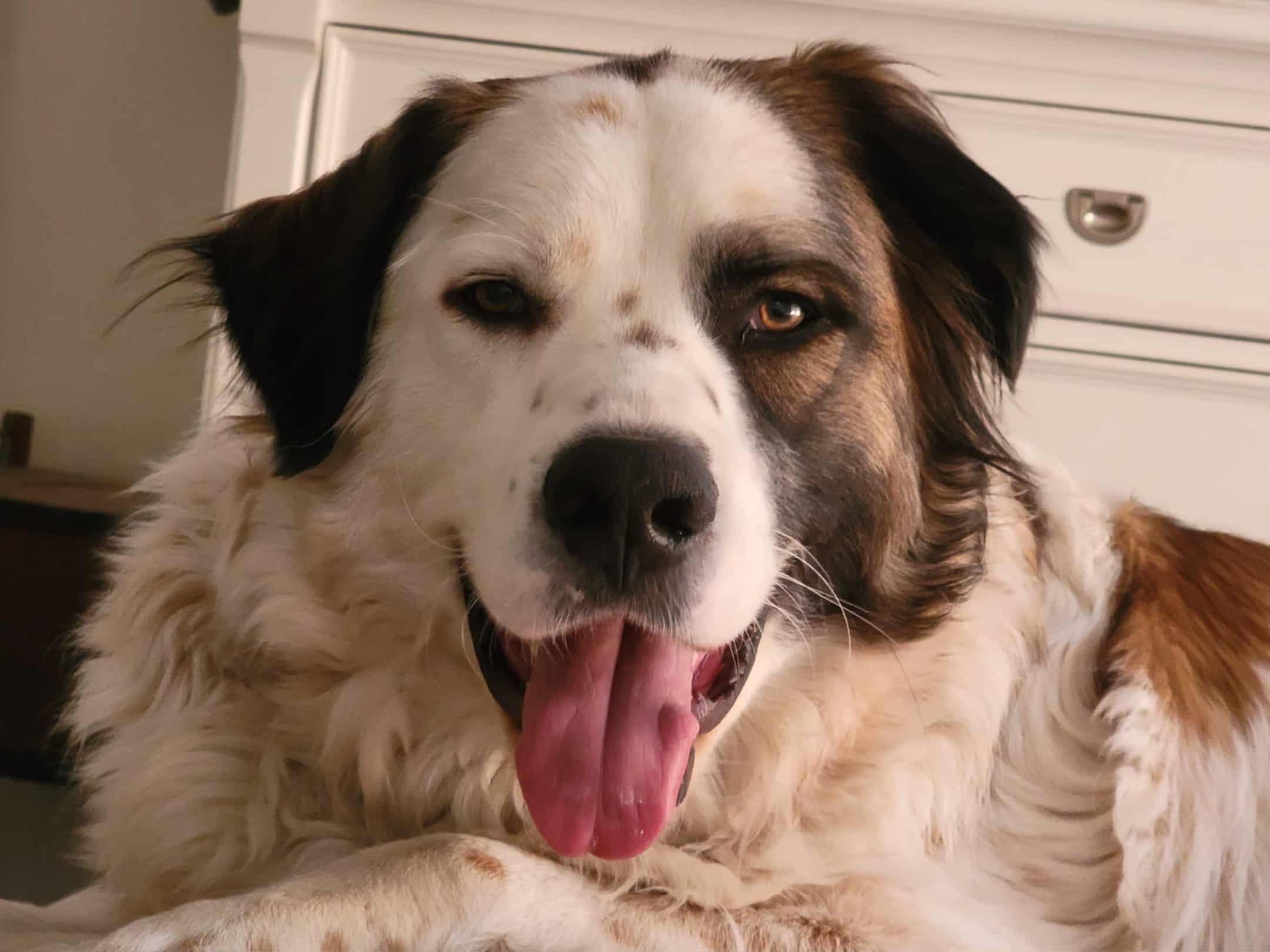 Gentry, a Adoptable mixed breed in Kiowa, OK image 2/6