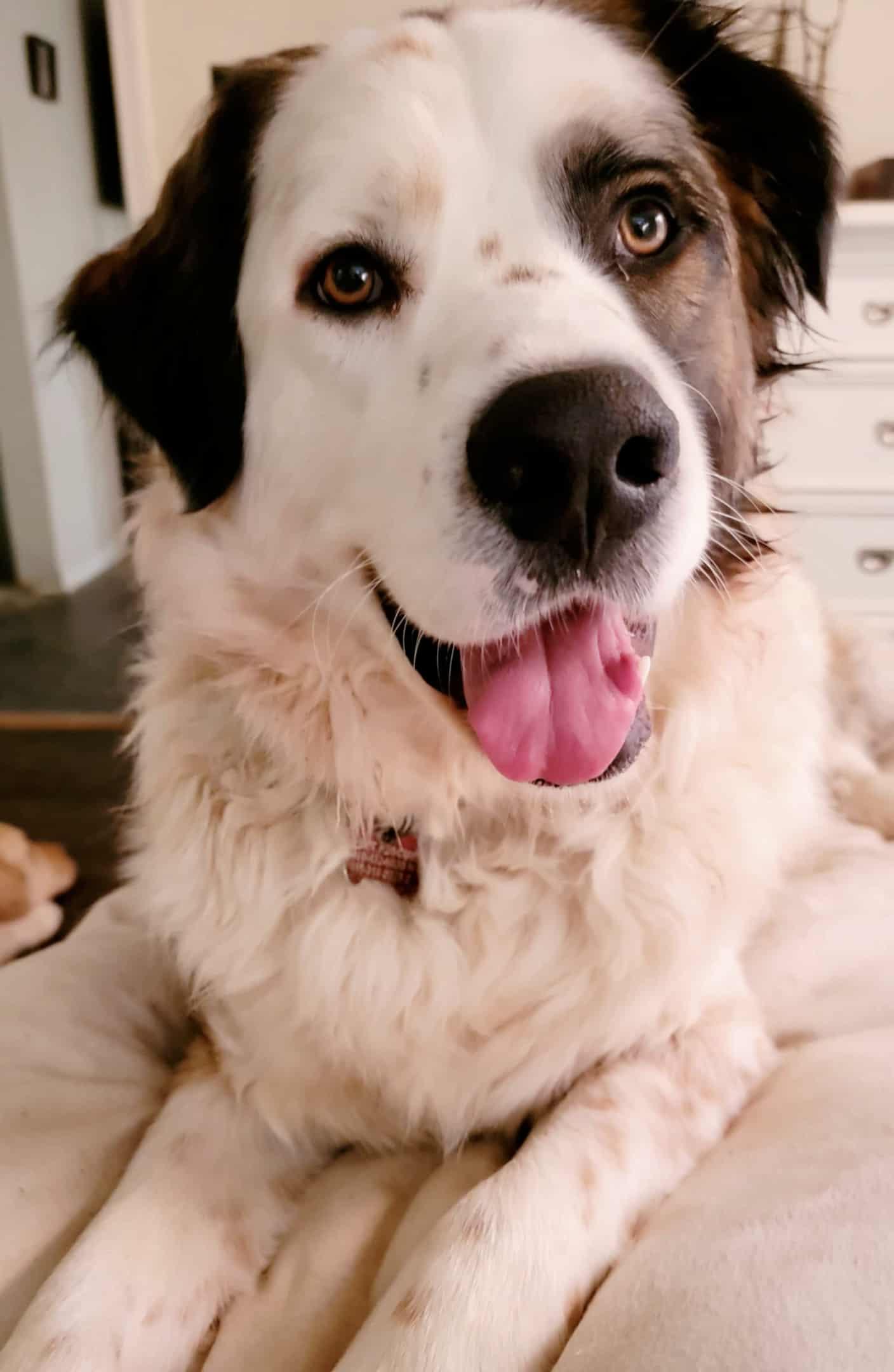 Gentry, a Adoptable mixed breed in Kiowa, OK image 3/6