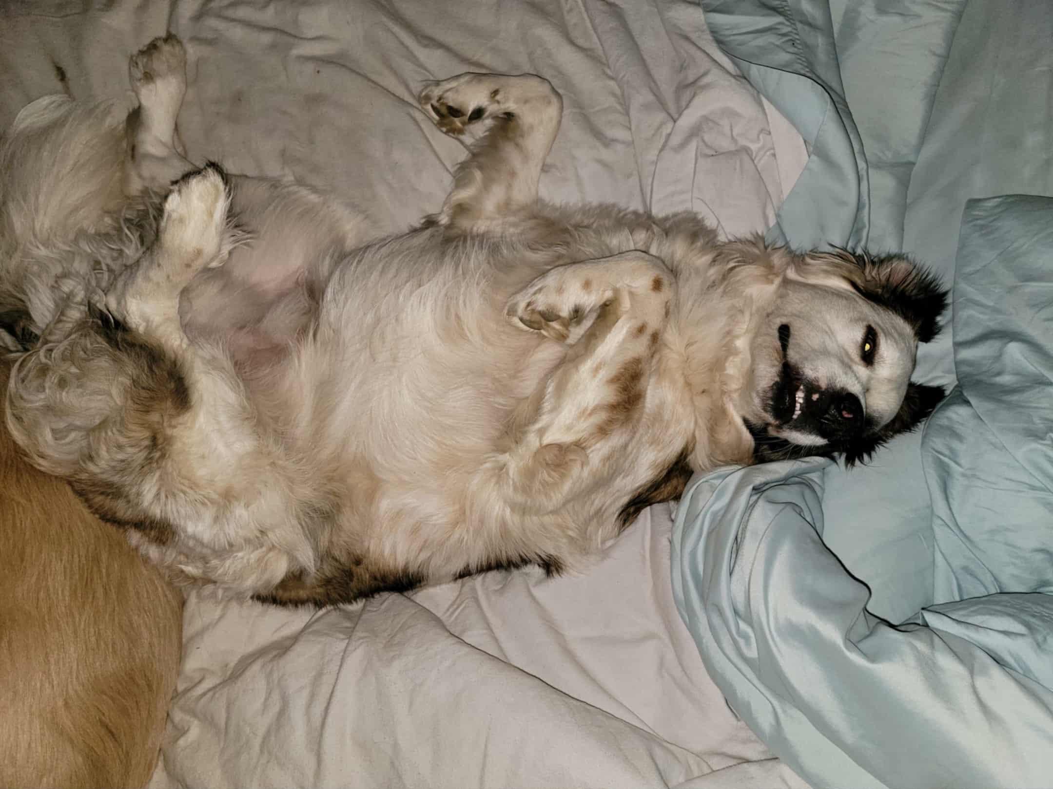 Gentry, a Adoptable mixed breed in Kiowa, OK image 4/6