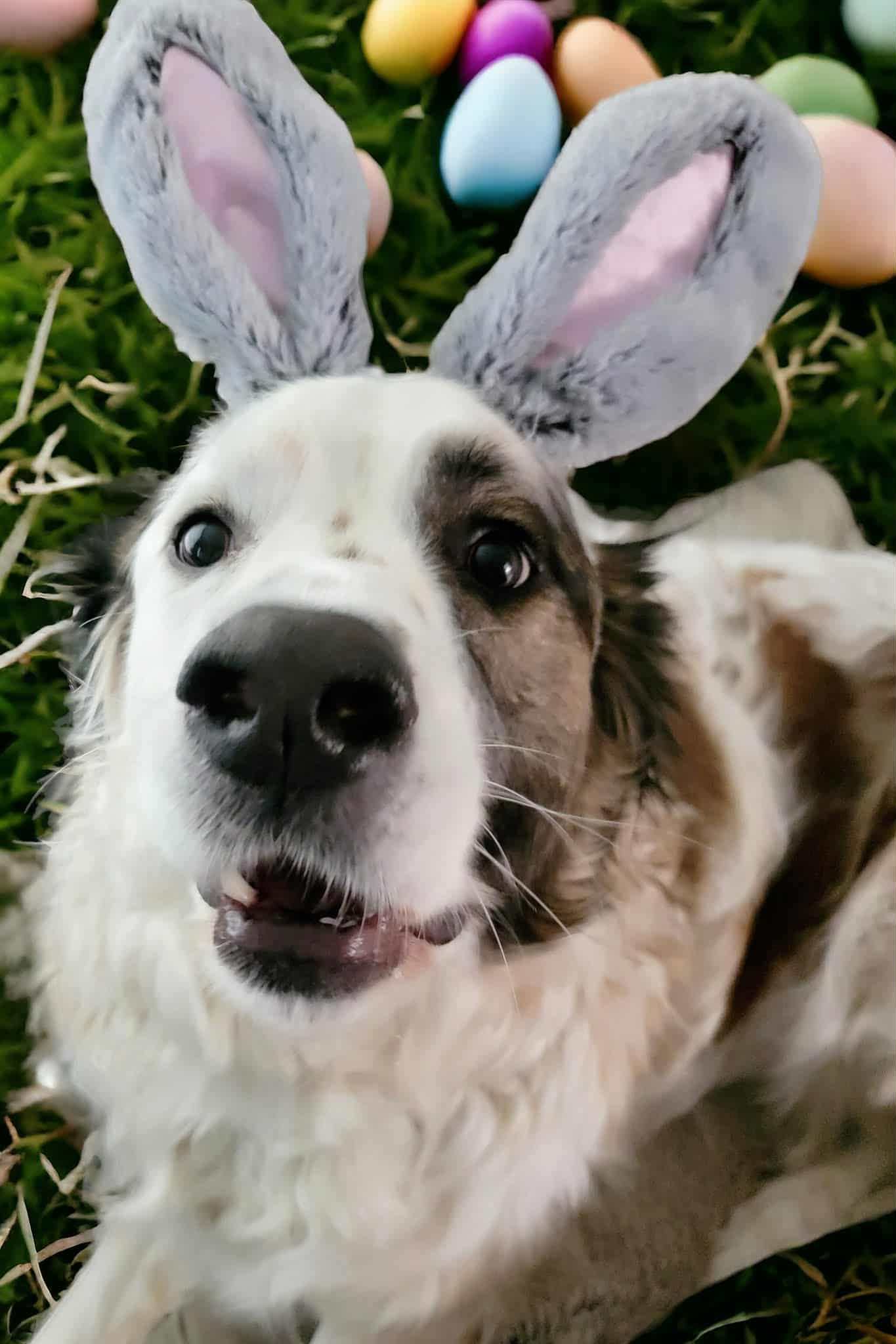 Gentry, a Adoptable mixed breed in Kiowa, OK image 5/6