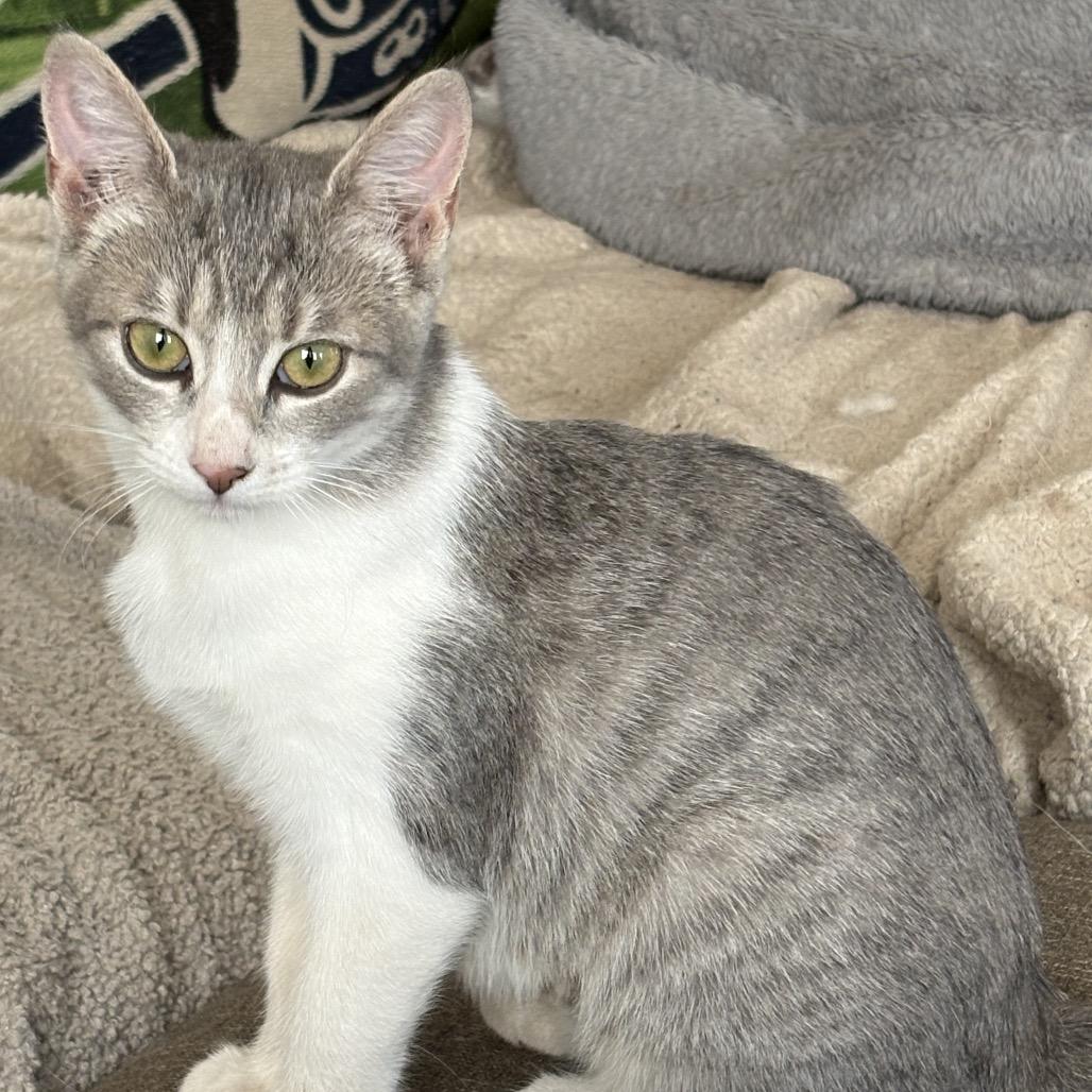 Princess, Adoptable, Kitten Female Domestic Short Hair.