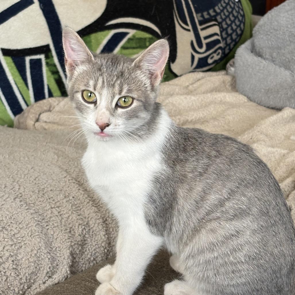Enlarge Princess, a Adoptable Domestic Short Hair in Ferndale, WA image 2/3