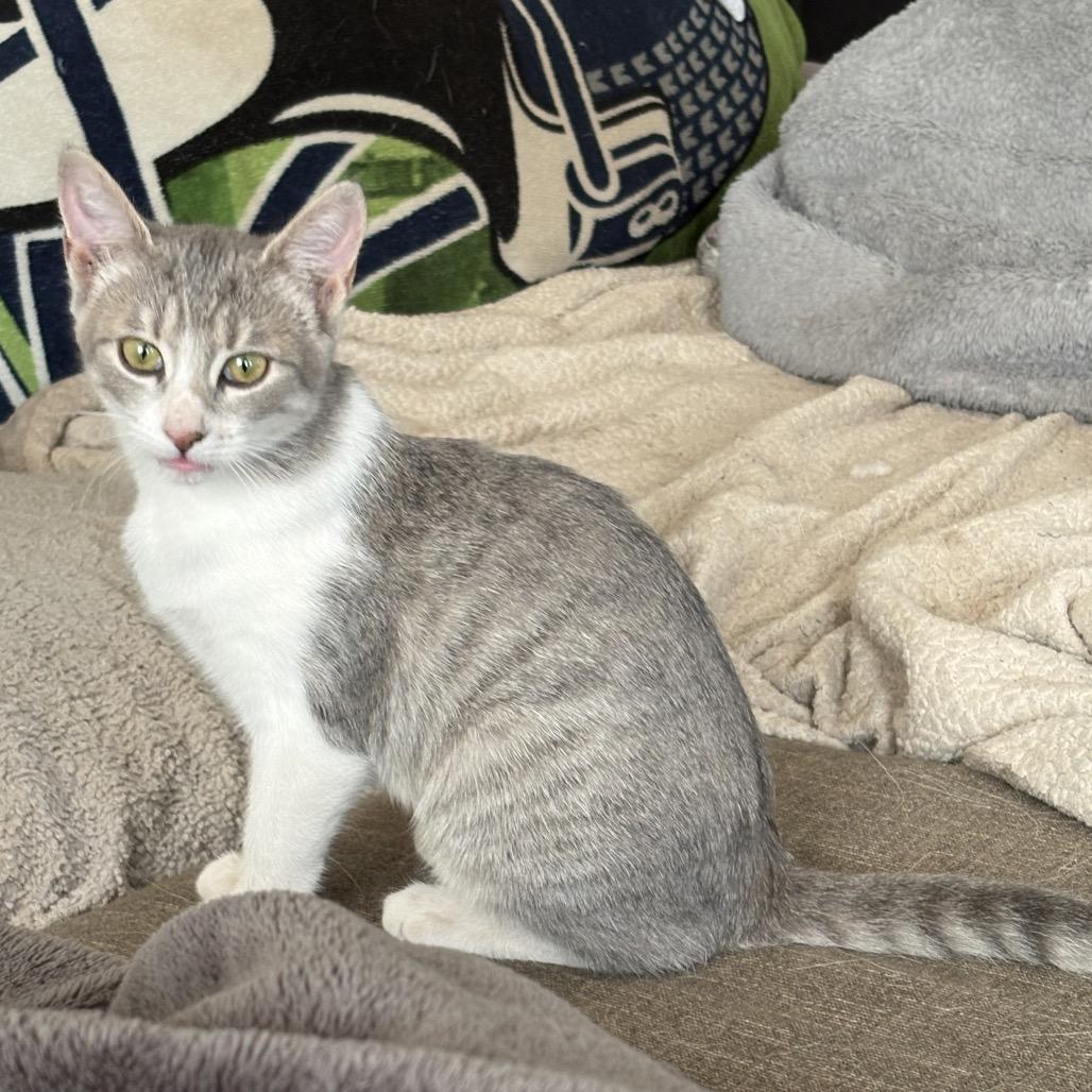 Enlarge Princess, a Adoptable Domestic Short Hair in Ferndale, WA image 3/3