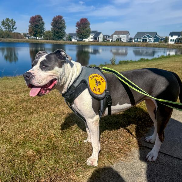 Halle Berry, a Adoptable mixed breed in Des Moines, IA image 1/6
