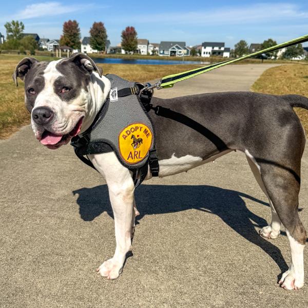 Halle Berry, a Adoptable mixed breed in Des Moines, IA image 2/6