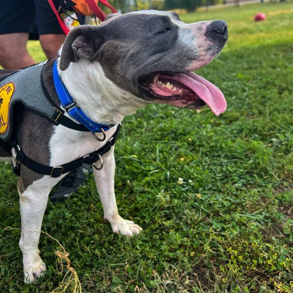 Halle Berry, a Adoptable mixed breed in Des Moines, IA image 4/6