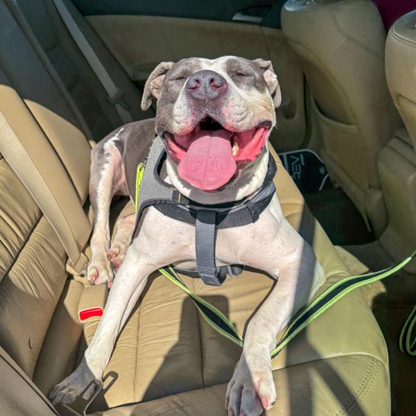 Halle Berry, a Adoptable mixed breed in Des Moines, IA image 6/6