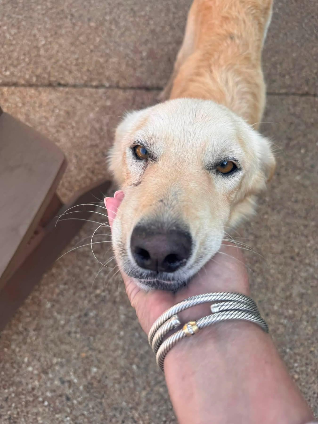 Enlarge Sunny, an adopted mixed breed in Southlake, TX image 2/5