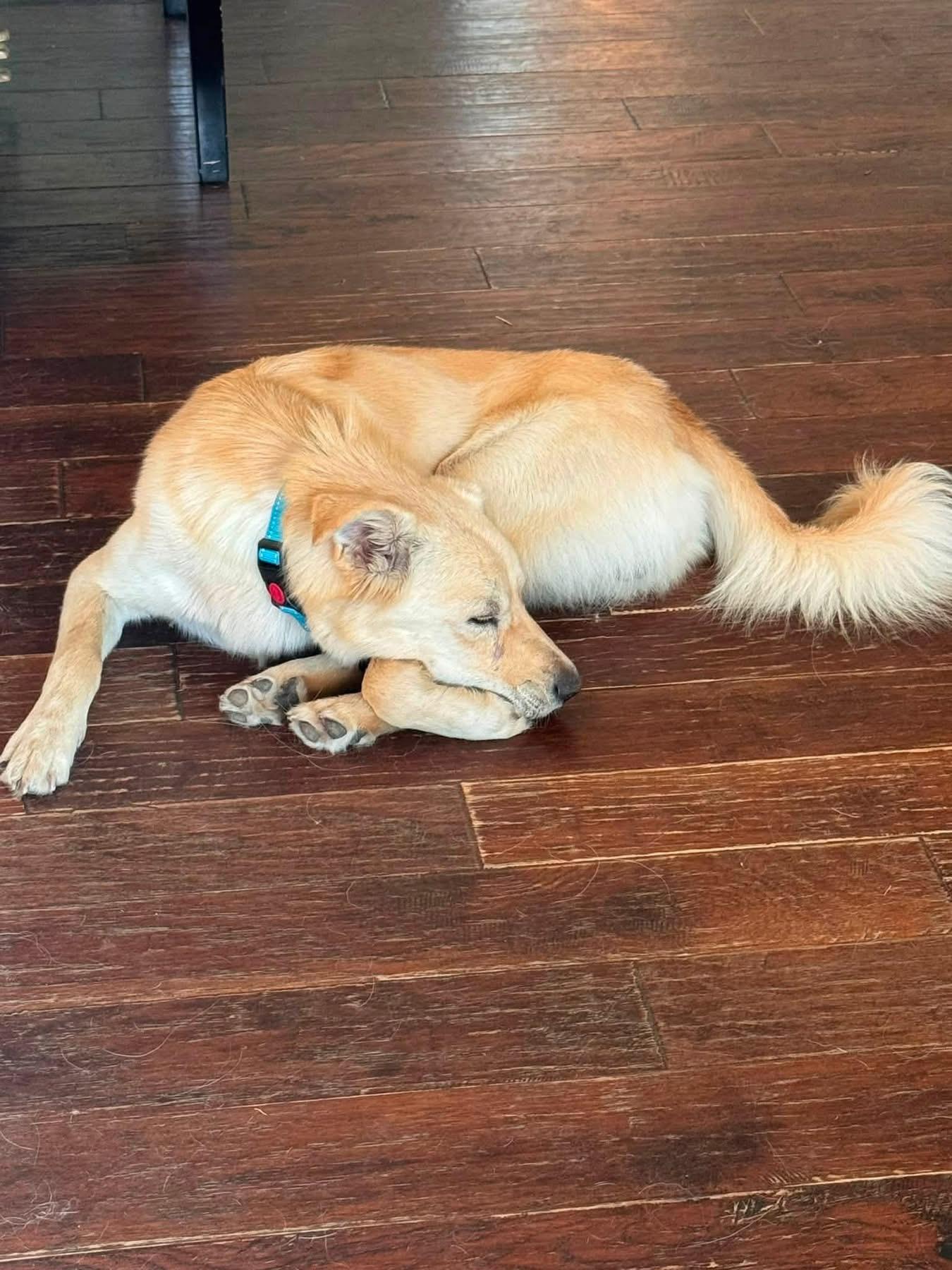 Enlarge Sunny, an adopted mixed breed in Southlake, TX image 3/5