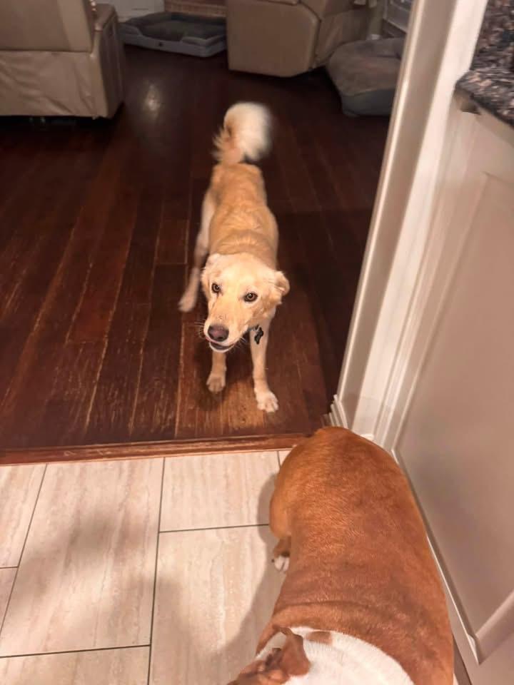 Enlarge Sunny, an adopted mixed breed in Southlake, TX image 5/5