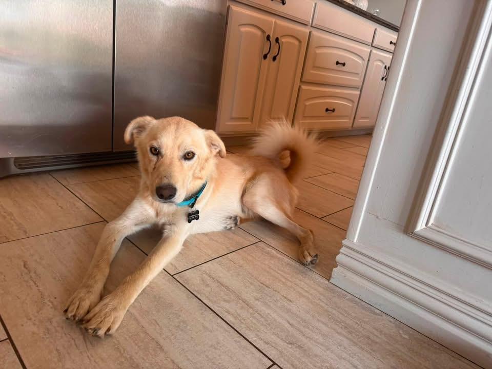 Enlarge Sunny, an adopted mixed breed in Southlake, TX image 1/5
