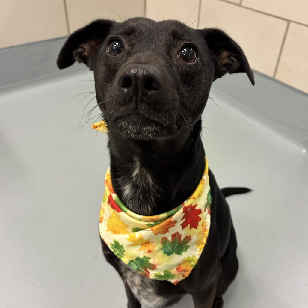 Enlarge Mooney, a Adoptable mixed breed in Beaumont, TX image 1/6