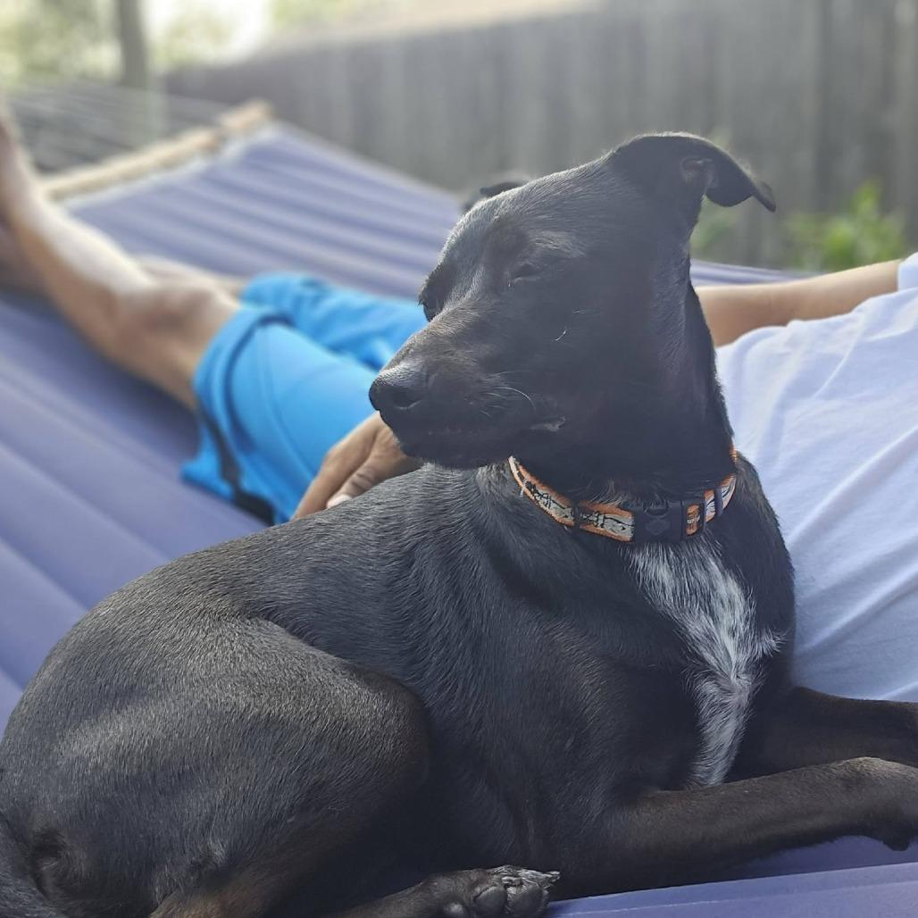 Mooney, a Adoptable mixed breed in Beaumont, TX image 1/6