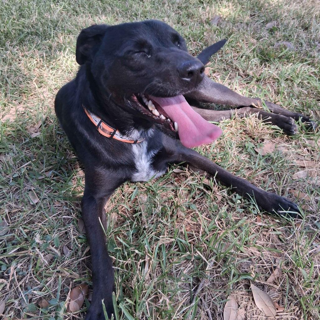 Mooney, a Adoptable mixed breed in Beaumont, TX image 2/6