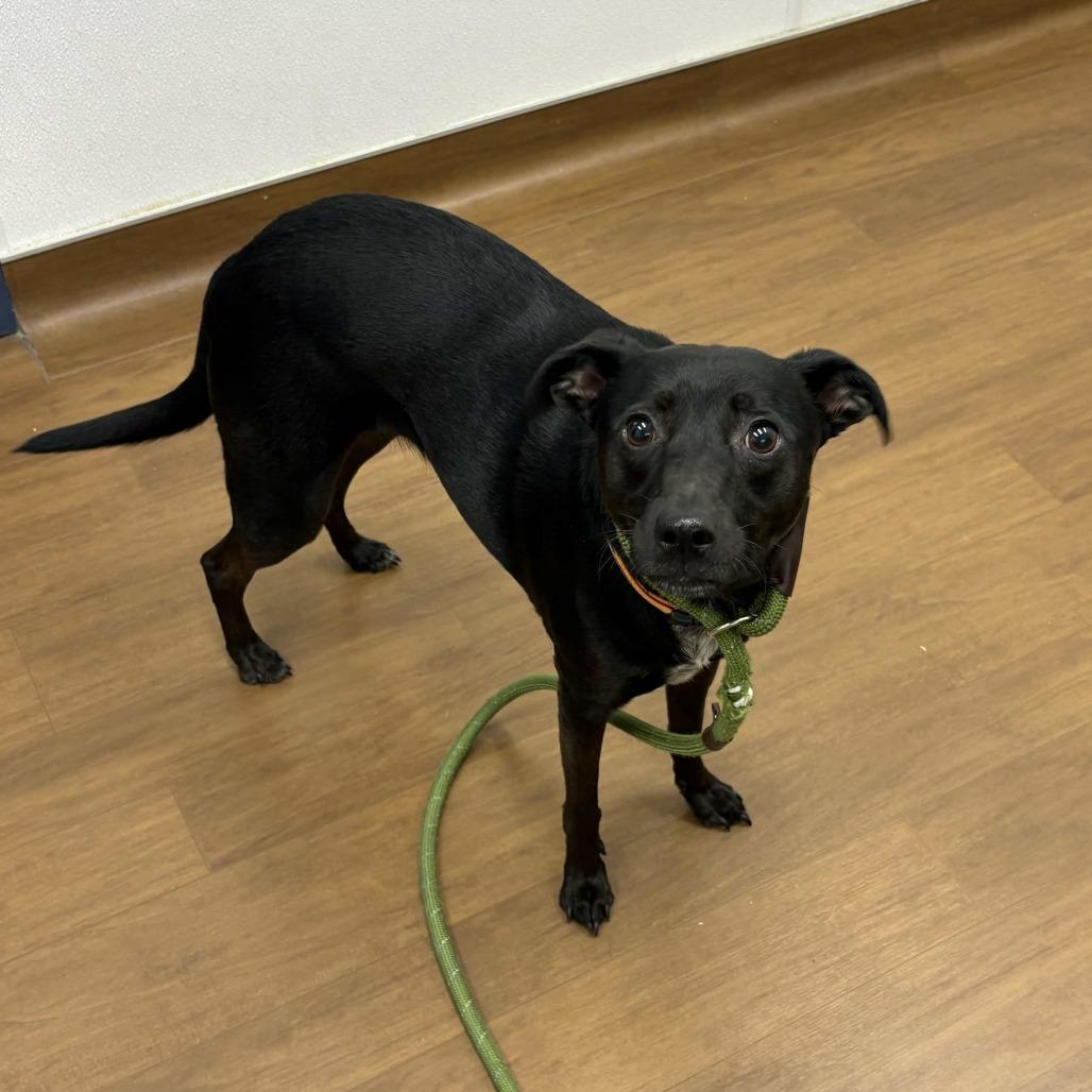 Mooney, a Adoptable mixed breed in Beaumont, TX image 4/6