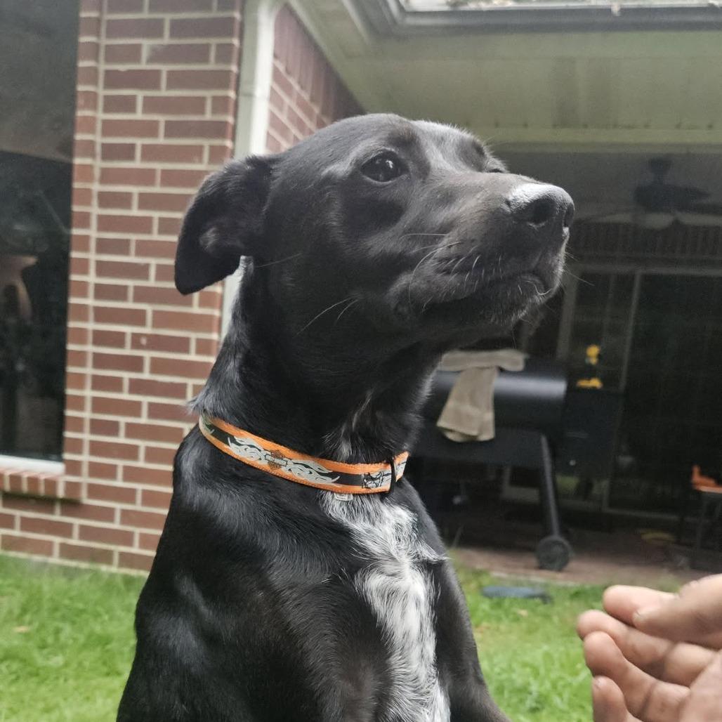 Mooney, a Adoptable mixed breed in Beaumont, TX image 6/6