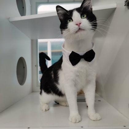 Pudge, Adoptable, Adult Male Domestic Short Hair & Domestic Short Hair.