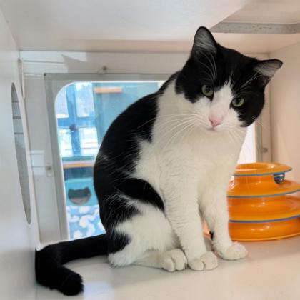 Pudge, Adoptable, Adult Male Domestic Short Hair & Domestic Short Hair.