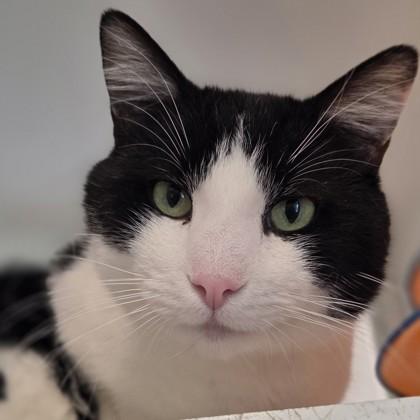 Enlarge Pudge, a Adoptable mixed breed in Voorhees, NJ image 2/3