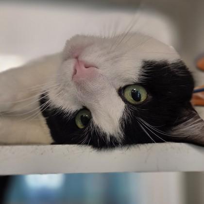 Enlarge Pudge, a Adoptable mixed breed in Voorhees, NJ image 3/3