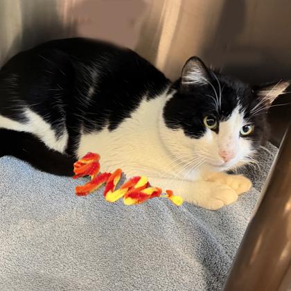 Enlarge Pudge, a Adoptable mixed breed in Voorhees, NJ image 1/3