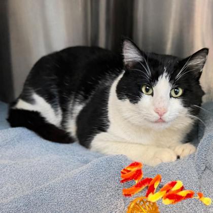 Enlarge Pudge, a Adoptable mixed breed in Voorhees, NJ image 2/3