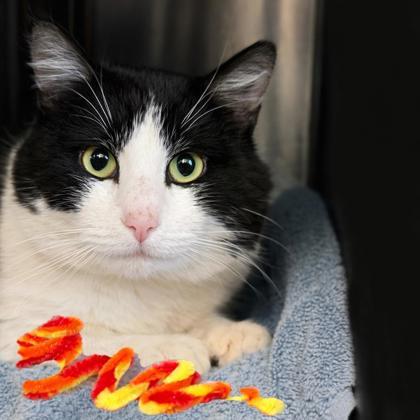 Enlarge Pudge, a Adoptable mixed breed in Voorhees, NJ image 3/3