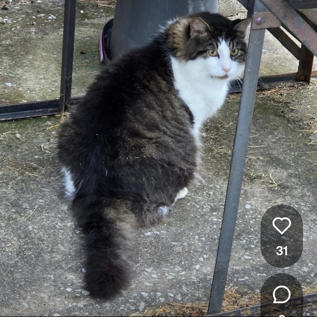 Enlarge Poopsy, a Adoptable Norwegian Forest Cat in Maryville, TN image 1/1